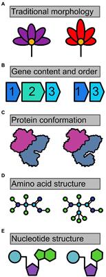 Let’s end taxonomic blank slates with molecular morphology
